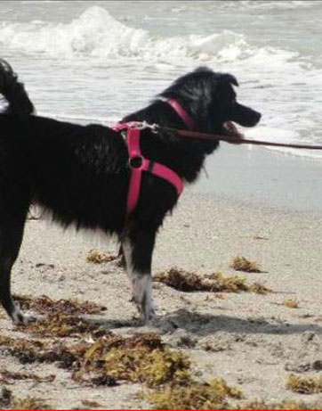 dogs in venice beach