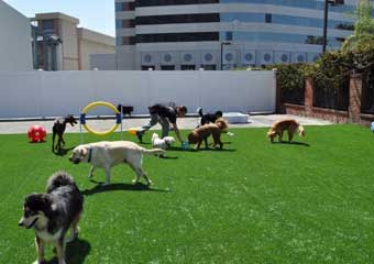 pet day care and supplies in los angeles california