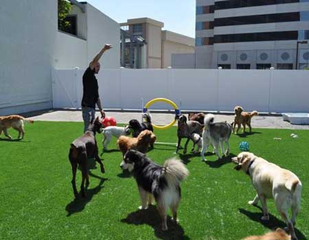 pet day care and supplies in los angeles california